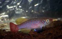 Elongate nothobranch (Nothobranchius elongatus)