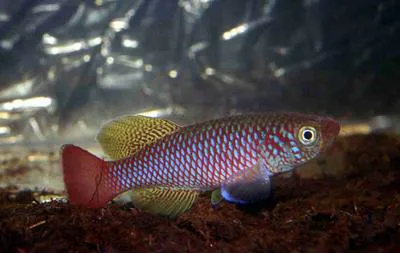 Elongate nothobranch (Nothobranchius elongatus)