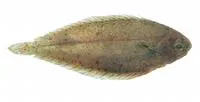 Elongate sole (Solea elongata)