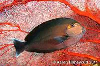 Elongate surgeonfish (Acanthurus mata)