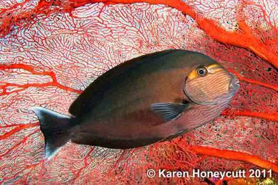 Elongate surgeonfish (Acanthurus mata)