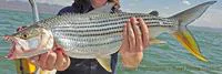 Elongate tigerfish (Hydrocynus forskahlii)