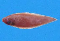 Elongate tonguefish (Symphurus elongatus)