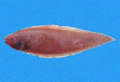 Elongate tonguefish (Symphurus elongatus)