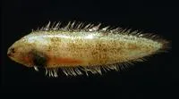 Elongate tonguesole (Symphurus ligulatus)