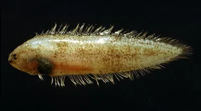 Elongate tonguesole (Symphurus ligulatus)