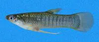 Elongate toothcarp (Poeciliopsis elongata)