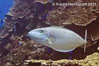 Elongate unicornfish (Naso lopezi)