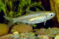 Elongated Turkana robber (Micralestes elongatus)