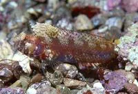 Elusive signal blenny (Emblemaria walkeri)