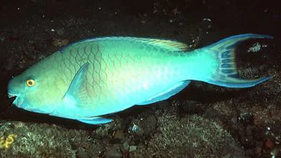 Ember parrotfish (Scarus rubroviolaceus)