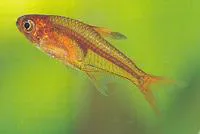 Ember tetra (Hyphessobrycon amandae)