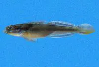 Emblem goby (Microgobius emblematicus)