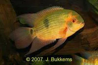 Emerald cichlid (Hypselecara temporalis)
