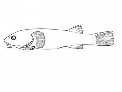 Emerald clingfish (Acyrtops beryllinus)