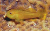 Emerald coral goby (Paragobiodon xanthosoma)