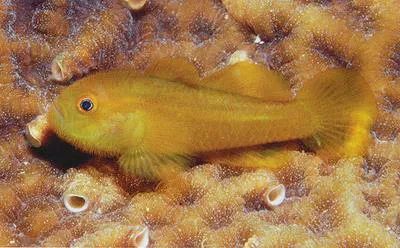Emerald coral goby (Paragobiodon xanthosoma)