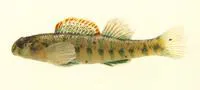 Emerald darter (Etheostoma baileyi)
