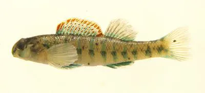Emerald darter (Etheostoma baileyi)