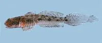 Emerald goby (Ctenogobius smaragdus)