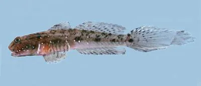 Emerald goby (Ctenogobius smaragdus)