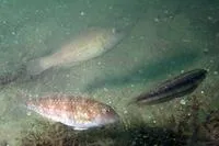 Emerald parrotfish (Nicholsina usta usta)