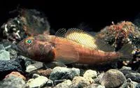 Emerald rockcod (Trematomus bernacchii)