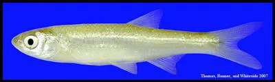 Emerald shiner (Notropis atherinoides)