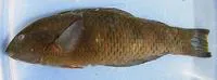 Emerald wrasse (Thalassoma virens)