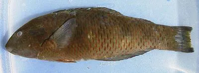 Emerald wrasse (Thalassoma virens)