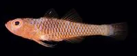 Emery's goby (Trimma emeryi)
