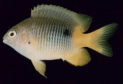 Emery's gregory (Stegastes emeryi)