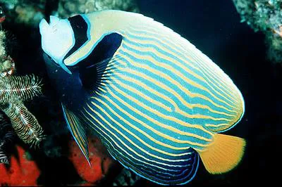 Emperor angelfish (Pomacanthus imperator)