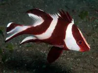 Emperor red snapper (Lutjanus sebae)