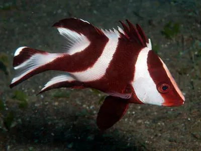 Emperor red snapper (Lutjanus sebae)