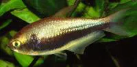 Emperor tetra (Nematobrycon palmeri)