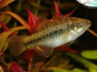 Empire gudgeon (Hypseleotris compressa)