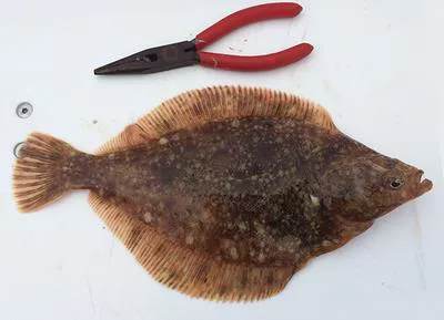 English sole (Parophrys vetulus)
