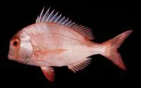 Englishman seabream (Chrysoblephus anglicus)