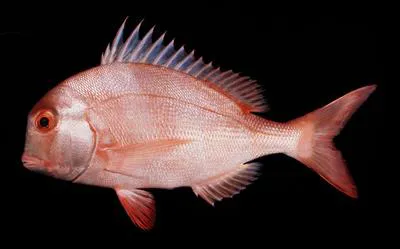 Englishman seabream (Chrysoblephus anglicus)