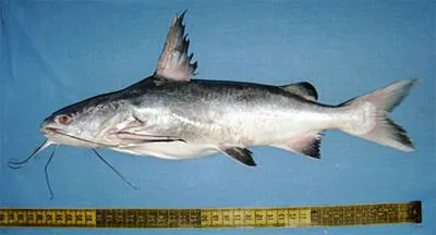 Engraved catfish (Nemapteryx caelata)