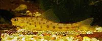 Enigmatic loach (Ellopostoma mystax)