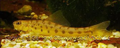 Enigmatic loach (Ellopostoma mystax)