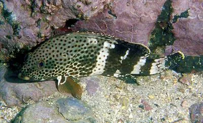 Epaulet grouper (Epinephelus stoliczkae)
