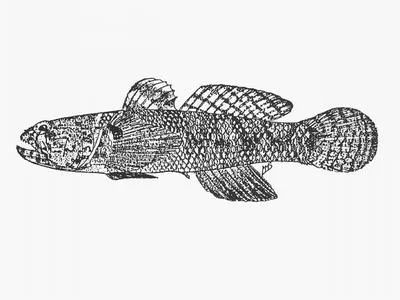 Epaulette goby (Coryogalops sordida)