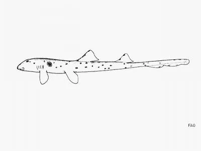 Epaulette shark (Hemiscyllium ocellatum)