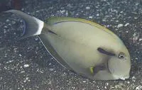 Epaulette surgeonfish (Acanthurus nigricauda)