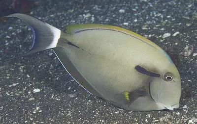 Epaulette surgeonfish (Acanthurus nigricauda)