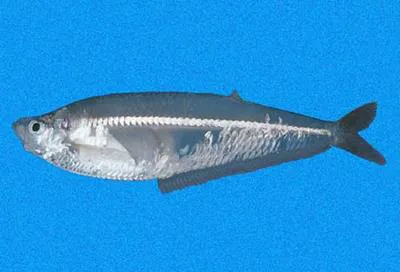 Equatorial longfin herring (Opisthopterus equatorialis)