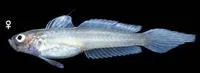 Erect goby (Microgobius erectus)